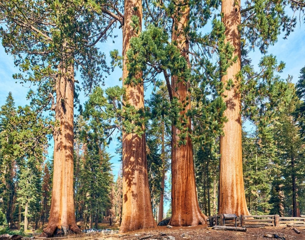 Sequoia National Park at autumn