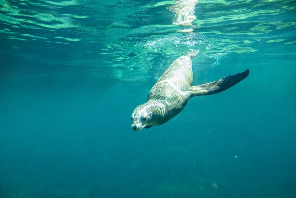 Underwater view of california sea lion diving