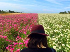 A Battlefield Of Blood Painted With A Brush Of Flowers T20 Wkkjyr - California Locals