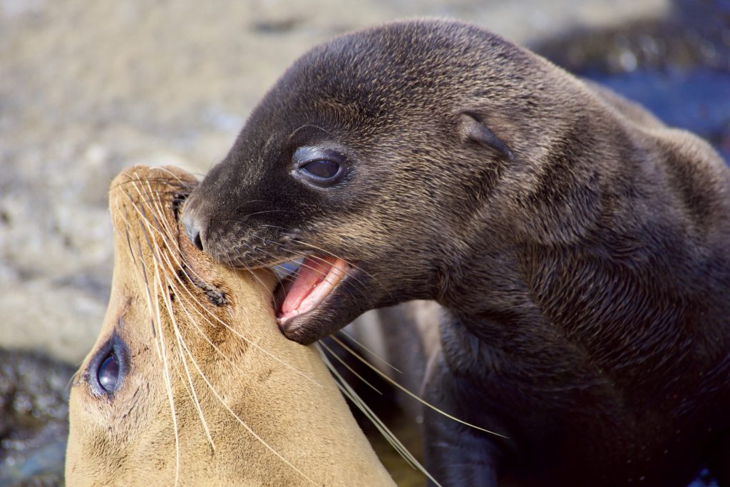 A Special Moment Captured Newborn Baby Sea Lion Plays With Her Mother As They Nuzzle And Cuddle On T20 Wlqwym - California Locals