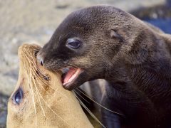 A Special Moment Captured Newborn Baby Sea Lion Plays With Her Mother As They Nuzzle And Cuddle On T20 Wlqwym - California Locals