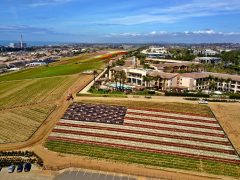 American Flag Of Flowers In Carlsbad Ca T20 Bae3Np - California Locals