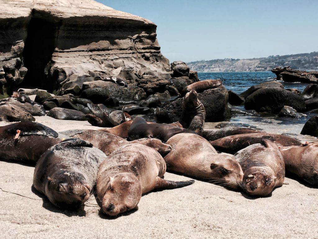 Can You Tell The Difference Between The Rocks And The Cute Little Sea Lions Tonythetigersson Tony T20 Yrvla9 - California Locals