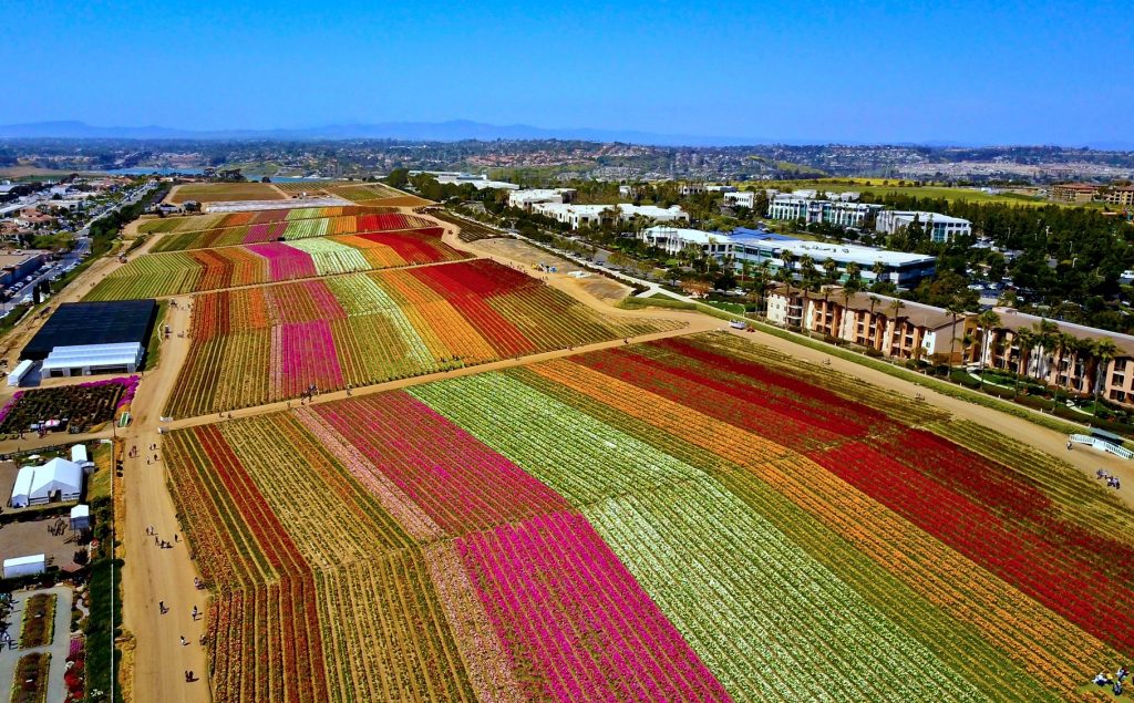 Carlsbad Flower Fields In Full Bloom T20 Ngnkrp - California Locals