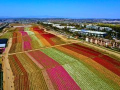 Carlsbad Flower Fields In Full Bloom T20 Ngnkrp - California Locals