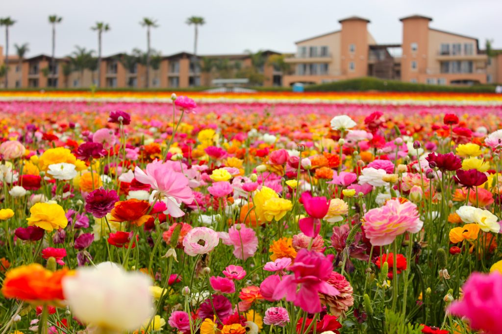 Carlsbad Flower Fields T20 Oxmeey - California Locals