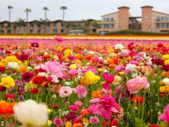 Carlsbad Flower Fields T20 Oxmeey - California Locals