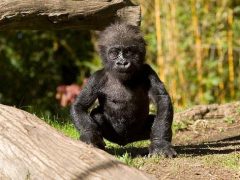 Baby Gorilla - California Locals