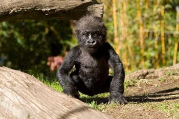 Baby Gorilla - California Locals