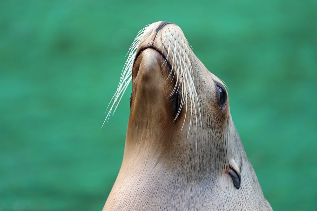 Californian Sea Lion