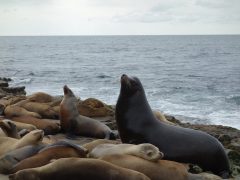 La Jolla Cove 1 - California Locals