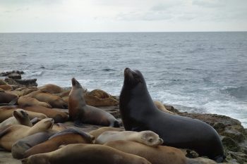 La Jolla Cove 1 - California Locals