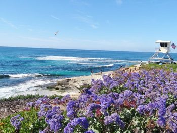 La Jolla Cove 2 - California Locals