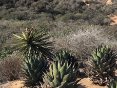 Native Plants - California Locals