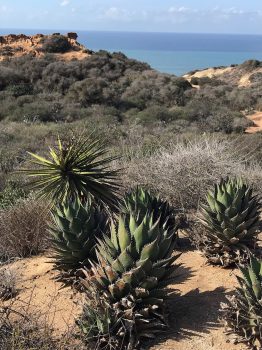 Native Plants - California Locals