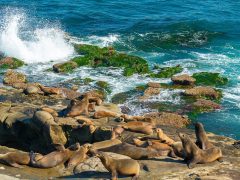 Our Famous Sea Lions - California Locals