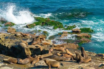 Our Famous Sea Lions - California Locals