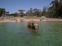 San Diego Zoo 1 - California Locals