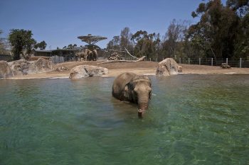 San Diego Zoo 1 - California Locals