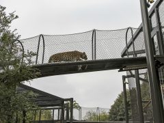 San Diego Zoo 2 - California Locals