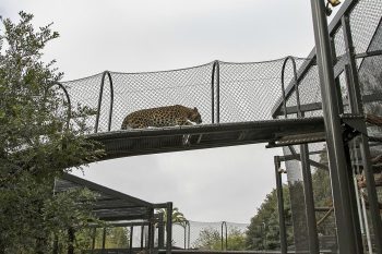 San Diego Zoo 2 - California Locals