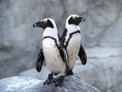 San Diego Zoo African - California Locals