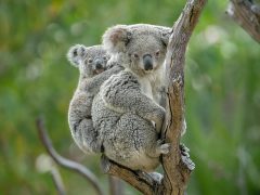 San Diego Zoo Koalas - California Locals