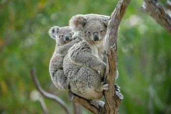 San Diego Zoo Koalas - California Locals