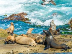 Sea Lions Doing Their - California Locals