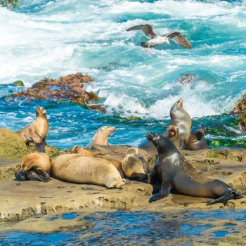 Sea Lions Doing Their - California Locals