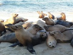 Up Close And Personal - California Locals