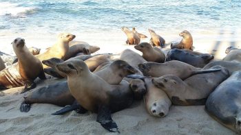 Up Close And Personal - California Locals