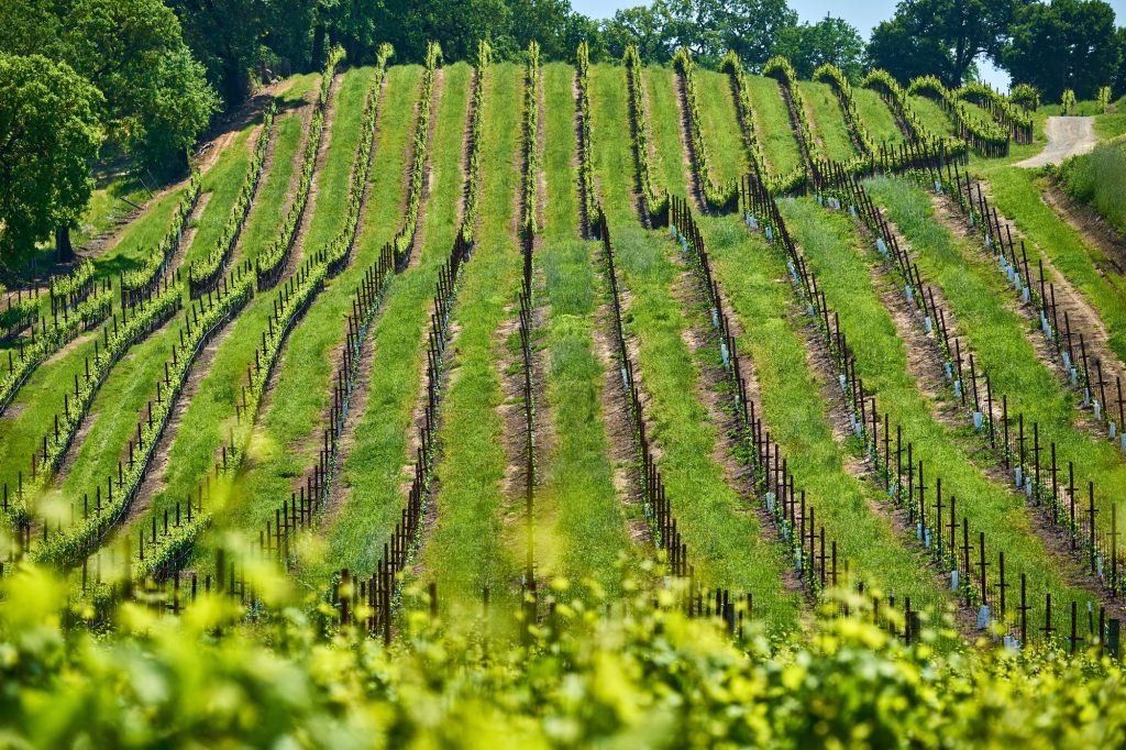 Vineyards in California, USA